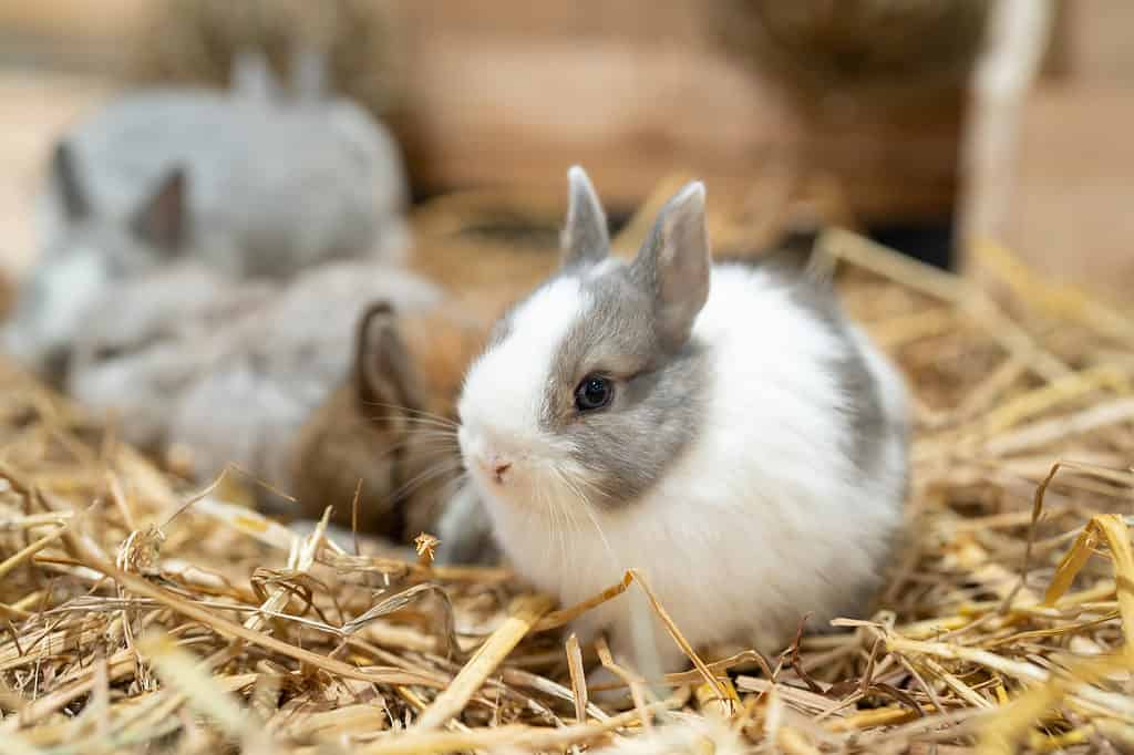 Mini Rex